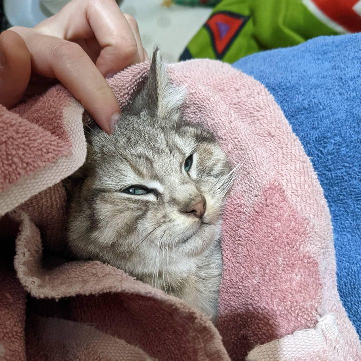 kitten wrapped in blankets